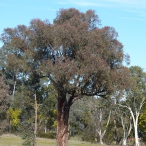 Chenonetta jubata at Queanbeyan West, NSW - 15 Aug 2021