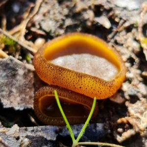 Aleurina ferruginea at Denman Prospect, ACT - 15 Aug 2021