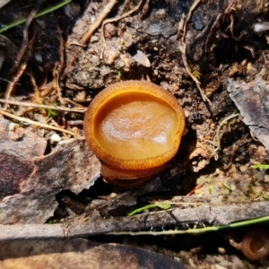 Aleurina ferruginea at Denman Prospect, ACT - 15 Aug 2021