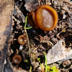 Aleurina ferruginea at Denman Prospect, ACT - 15 Aug 2021