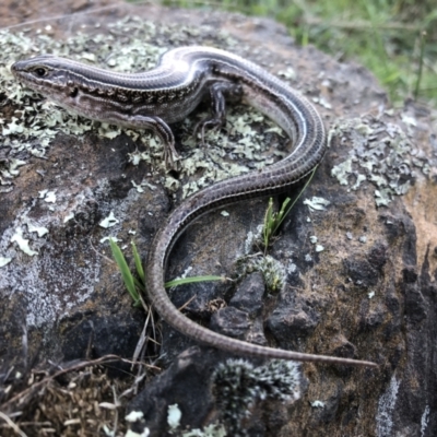 Ctenotus robustus (Robust Striped-skink) at Hamilton Valley, NSW - 15 Aug 2021 by DamianMichael