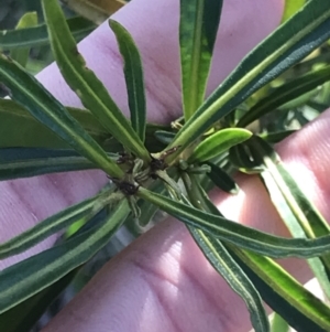 Solanum linearifolium at Holt, ACT - 15 Aug 2021