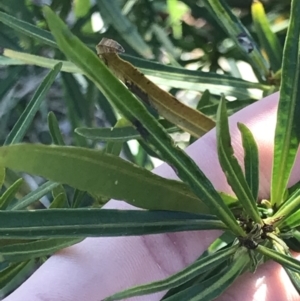 Solanum linearifolium at Holt, ACT - 15 Aug 2021