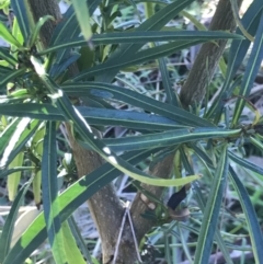 Solanum linearifolium at Holt, ACT - 15 Aug 2021