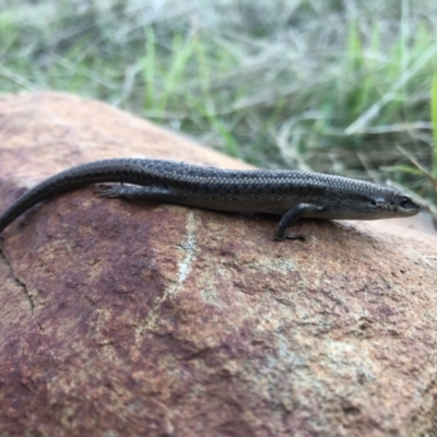 Carlia tetradactyla (Southern Rainbow Skink) at Hamilton Valley, NSW - 15 Aug 2021 by DamianMichael