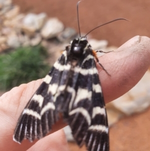 Comocrus behri at Gundaroo, NSW - 29 Mar 2020 11:39 AM