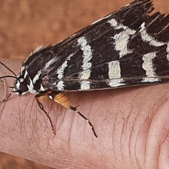 Comocrus behri at Gundaroo, NSW - 29 Mar 2020 11:39 AM