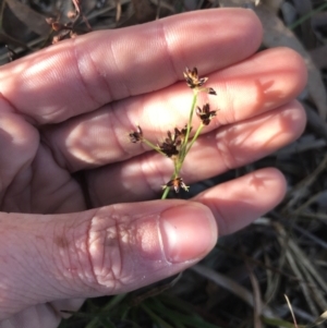 Luzula sp. at Cook, ACT - 15 Aug 2021 04:17 PM