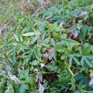 Passiflora caerulea at Isaacs, ACT - 15 Aug 2021 04:15 PM