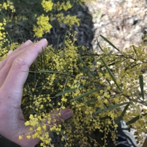 Acacia boormanii at Cook, ACT - 15 Aug 2021