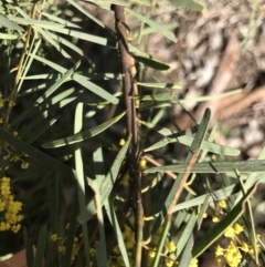 Acacia boormanii at Cook, ACT - 15 Aug 2021