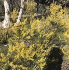 Acacia boormanii at Cook, ACT - 15 Aug 2021 02:24 PM