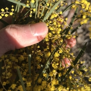 Acacia boormanii at Cook, ACT - 15 Aug 2021 02:24 PM