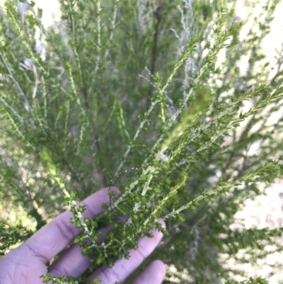 Cassinia sifton (Sifton Bush, Chinese Shrub) at Cook, ACT - 15 Aug 2021 by MattFox