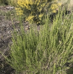 Cassinia sifton at Cook, ACT - 15 Aug 2021 02:24 PM