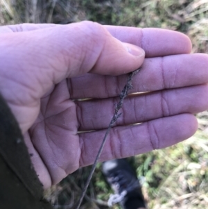 Lepidosperma laterale at Holt, ACT - 15 Aug 2021