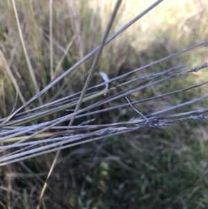 Lepidosperma laterale at Holt, ACT - 15 Aug 2021