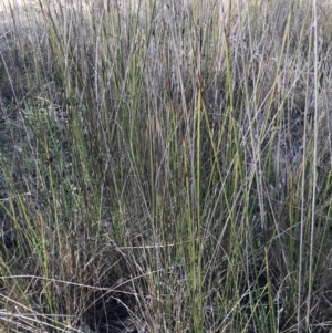 Lepidosperma laterale at Holt, ACT - 15 Aug 2021