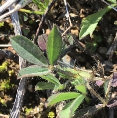 Trifolium arvense var. arvense (Haresfoot Clover) at Holt, ACT - 14 Aug 2021 by MattFox