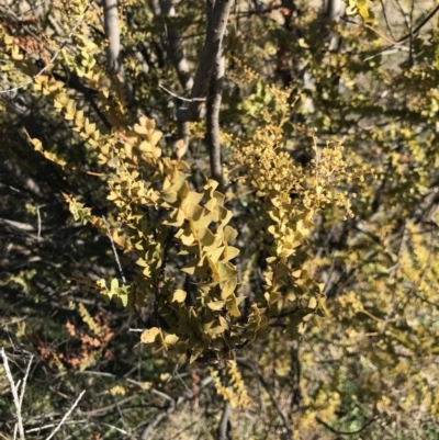 Acacia pravissima (Wedge-leaved Wattle, Ovens Wattle) at Holt, ACT - 14 Aug 2021 by MattFox
