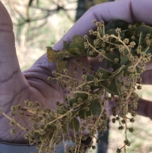 Acacia pravissima at Holt, ACT - 14 Aug 2021