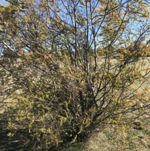 Acacia pravissima at Holt, ACT - 14 Aug 2021