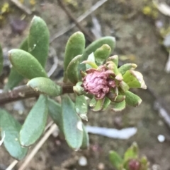 Poranthera microphylla (Small Poranthera) at Holt, ACT - 14 Aug 2021 by MattFox