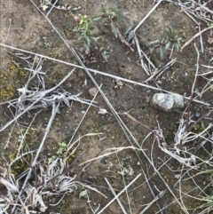 Poranthera microphylla at Holt, ACT - 14 Aug 2021