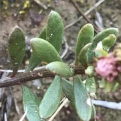 Poranthera microphylla at Holt, ACT - 14 Aug 2021