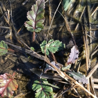 Erodium botrys (Long Storksbill) at Holt, ACT - 14 Aug 2021 by MattFox