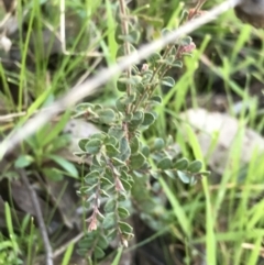 Bossiaea buxifolia (Matted Bossiaea) at Holt, ACT - 14 Aug 2021 by MattFox