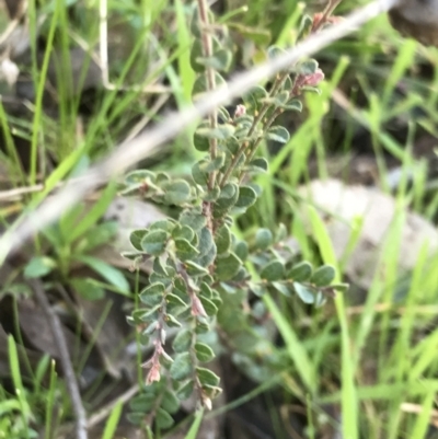 Bossiaea buxifolia (Matted Bossiaea) at Aranda Bushland - 14 Aug 2021 by MattFox