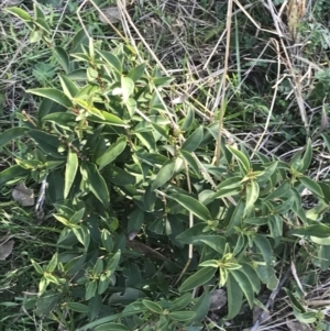 Ligustrum lucidum at Holt, ACT - 13 Aug 2021