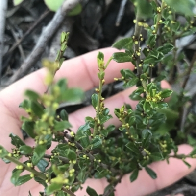 Phyllanthus occidentalis (Thyme Spurge) at Holt, ACT - 14 Aug 2021 by MattFox