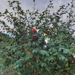 Callocephalon fimbriatum at Curtin, ACT - suppressed