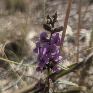 Hovea heterophylla at Lake George, NSW - 15 Aug 2021 12:23 PM