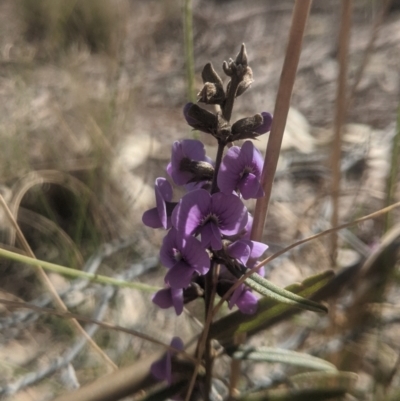 Hovea heterophylla (Common Hovea) at Lake George, NSW - 15 Aug 2021 by MPennay