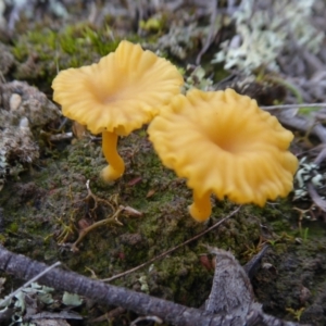 Lichenomphalia chromacea at Yass River, NSW - 8 Jul 2021