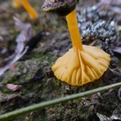 Lichenomphalia chromacea at Yass River, NSW - 8 Jul 2021