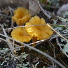 Lichenomphalia chromacea at Yass River, NSW - 8 Jul 2021