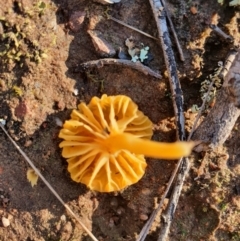Lichenomphalia chromacea (Yellow Navel) at Gundaroo, NSW - 24 Aug 2020 by Gunyijan