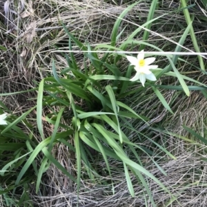 Narcissus tazetta at Hughes, ACT - 11 Aug 2021