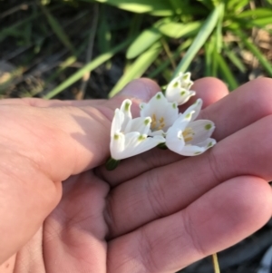 Leucojum aestivum at Hughes, ACT - 12 Aug 2021