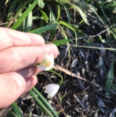 Leucojum aestivum at Hughes, ACT - 12 Aug 2021