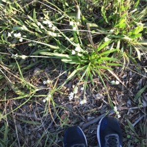 Leucojum aestivum at Hughes, ACT - 12 Aug 2021