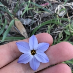 Ipheion uniflorum (Spring Star-flower) at Hughes, ACT - 12 Aug 2021 by Tapirlord