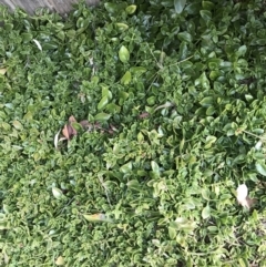 Aptenia cordifolia (Baby Sun Rose, Heartleaf Ice Plant) at Garran, ACT - 12 Aug 2021 by Tapirlord
