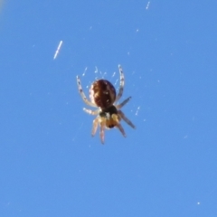 Plebs eburnus (Eastern bush orb-weaver) at Macarthur, ACT - 15 Aug 2021 by RodDeb