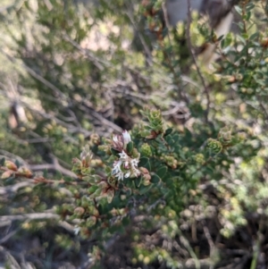 Brachyloma daphnoides at Hackett, ACT - 15 Aug 2021