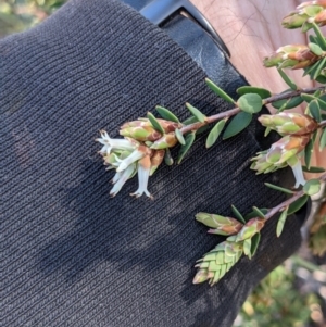 Brachyloma daphnoides at Hackett, ACT - 15 Aug 2021 12:09 PM